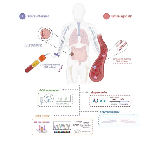 Liquid biopsy: shaping the future of cancer management beyond colorectal tumors